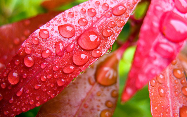 Red leaf water droplets macro #5 free wallpaper - medium preview image