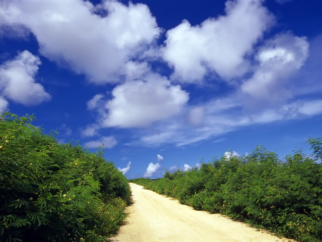 Dirt road trees blue sky free wallpaper - medium preview image