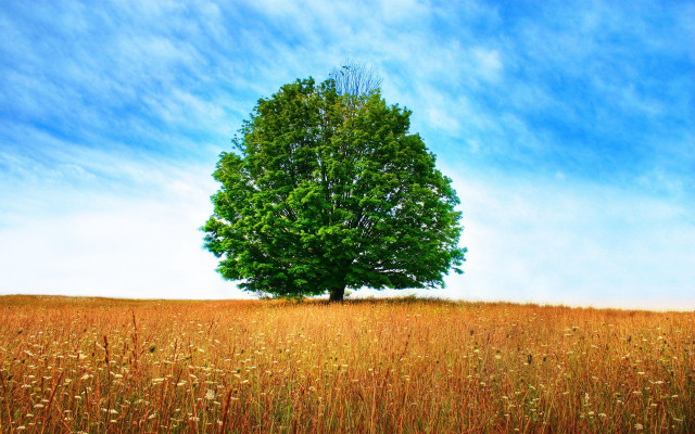 Lone tree tall grass blue free wallpaper - medium preview image