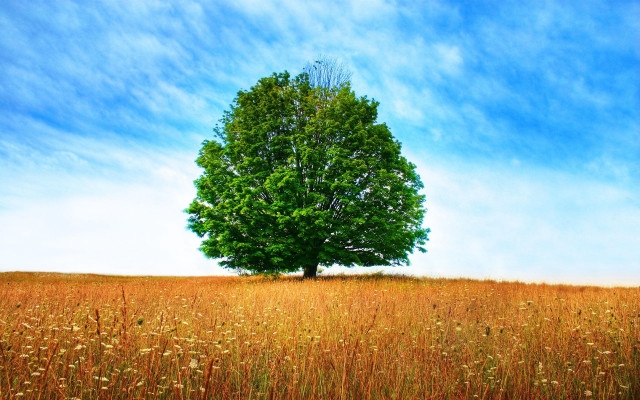 Lone tree tall grass blue #2 free wallpaper - medium preview image