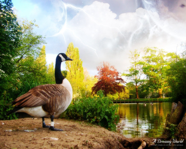 Goose rock pond trees lightning free wallpaper - medium preview image