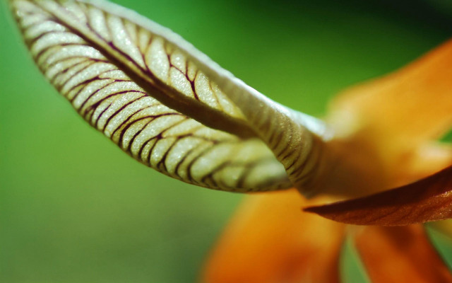 Flower closeup blurry background macro #2 free wallpaper - medium preview image