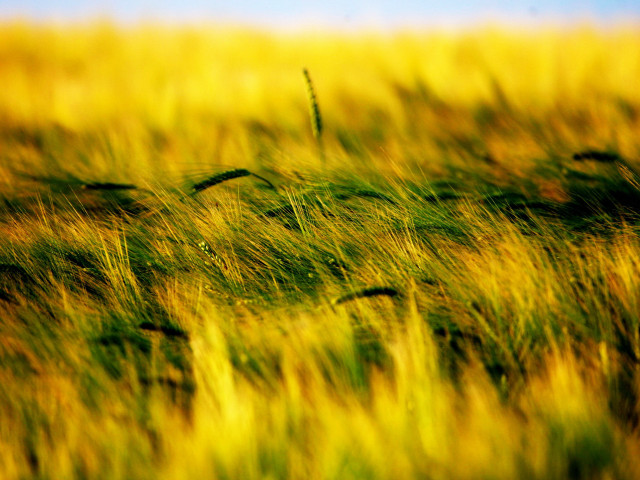 Field grass blue sky blurry #3 free wallpaper - medium preview image