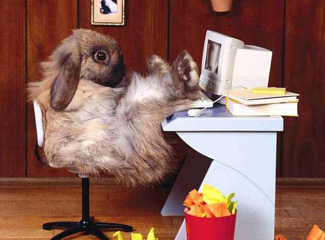 Stuffed rabbit chair book back free wallpaper - medium preview image
