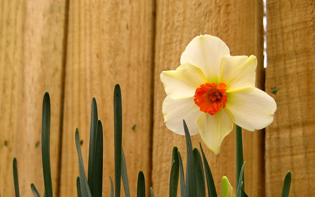 White flower red center fence #2 free wallpaper - medium preview image