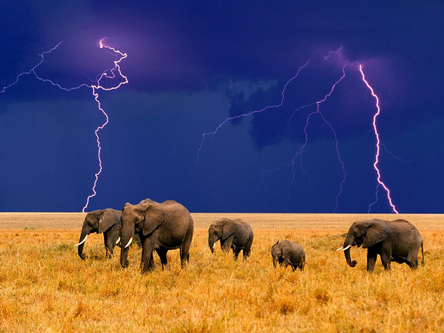 Elephants dry grass field lightning free wallpaper - medium preview image
