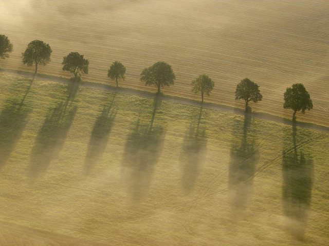Trees fog field road grass free wallpaper - medium preview image