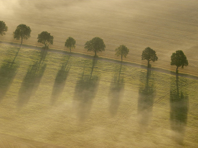 Trees fog field road grass #2 free wallpaper - medium preview image