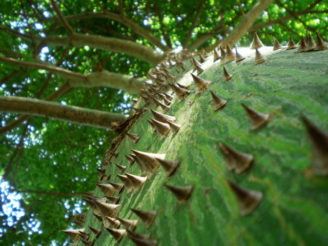 Spiky tree leaves ground sky free wallpaper - medium preview image