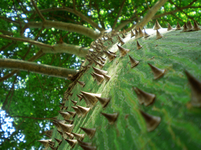Spiky tree leaves on ground #2 free wallpaper - medium preview image