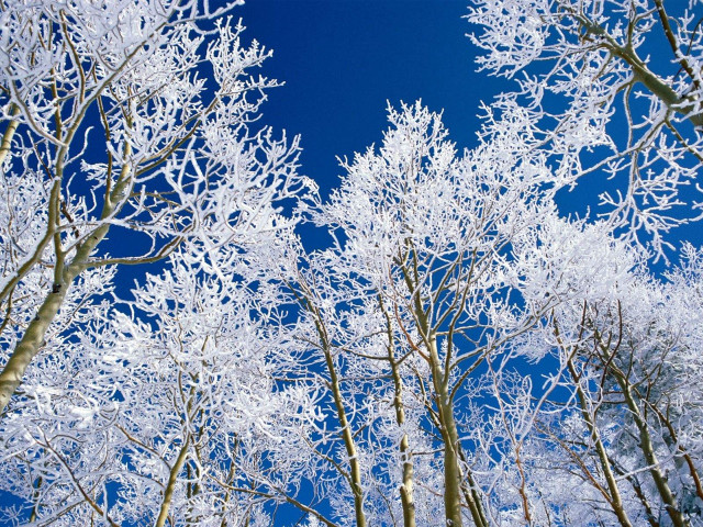 Snowy forest trees blue sky #2 free wallpaper - medium preview image