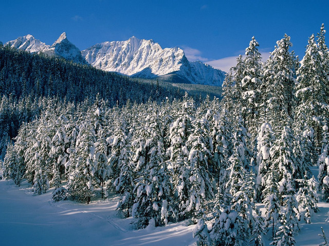 Snowy mountain forest trees blue #2 free wallpaper - medium preview image