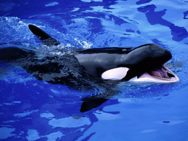 Orca black white swimming blue free wallpaper - medium preview image