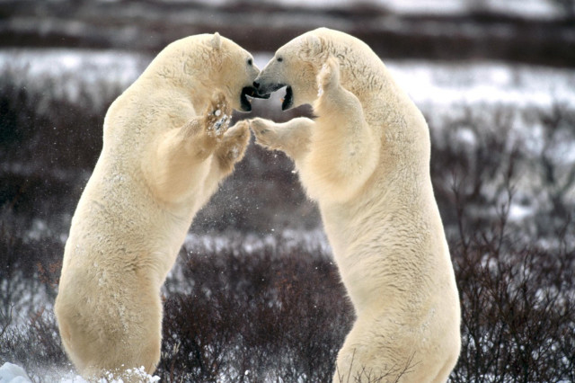 Polar bears playing in the #2 free wallpaper - medium preview image