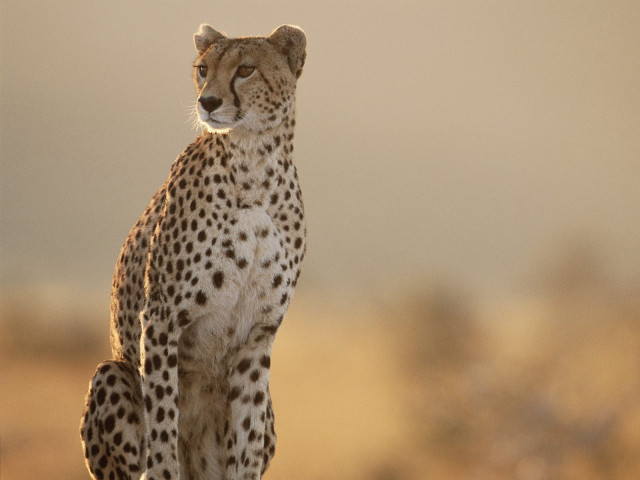 Cheetah desert rock camera lens free wallpaper - medium preview image