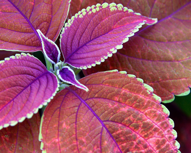 Purple green plant macro butterfly free wallpaper - medium preview image