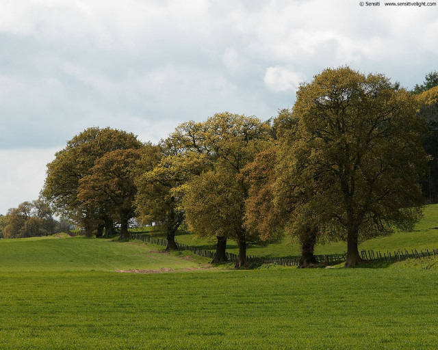 Field trees fence sky clouds #2 free wallpaper - medium preview image