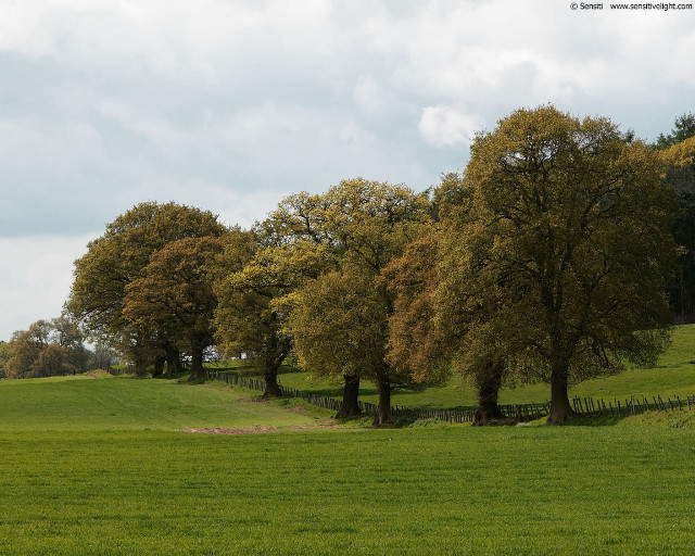 Field trees fence sky clouds free wallpaper - medium preview image