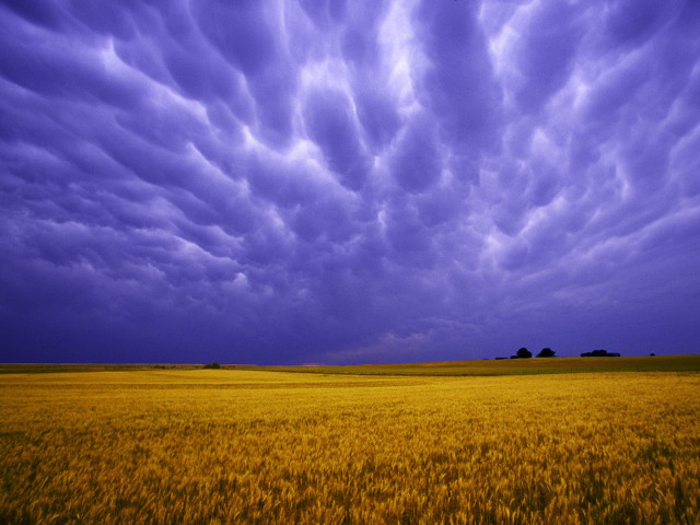 Wheat field cloudy sky blue #3 free wallpaper - medium preview image