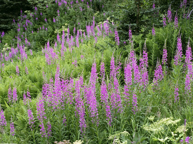 Purple flowers green grass trees free wallpaper - medium preview image