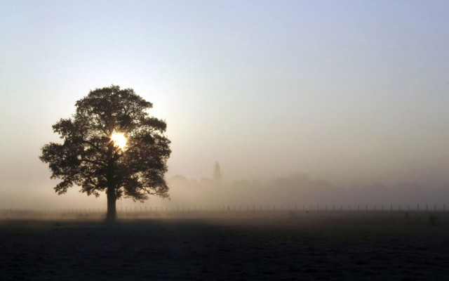 Tree field sun foggy sky #2 free wallpaper - medium preview image