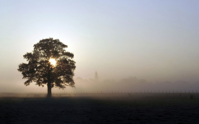 Tree field sun foggy sky #3 free wallpaper - medium preview image