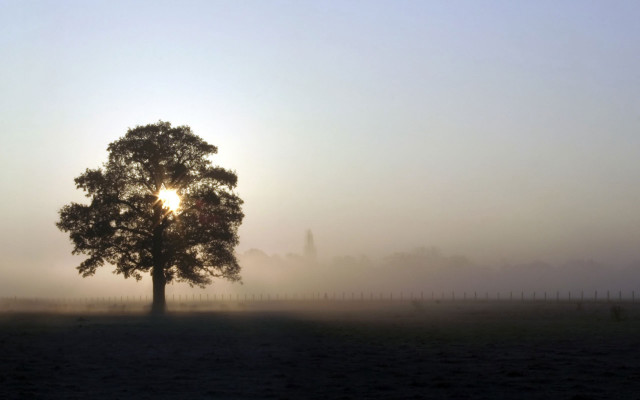 Tree field sun foggy sky #6 free wallpaper - medium preview image