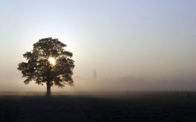 Tree field sun foggy sky #5 free wallpaper - medium preview image