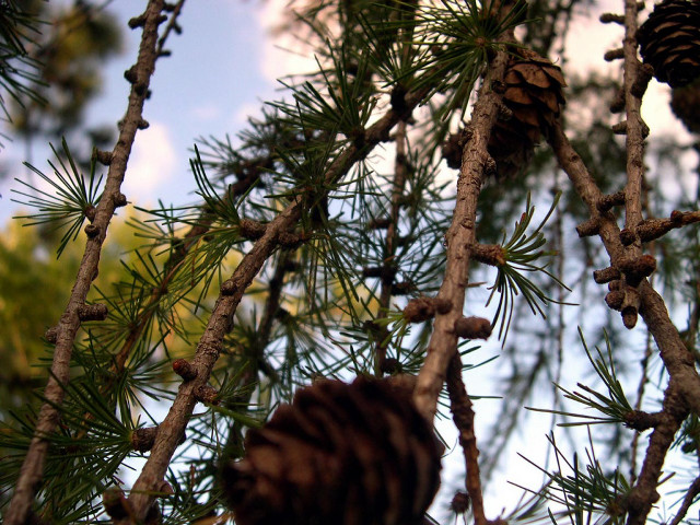 Pine cone hanging tree branch free wallpaper - medium preview image