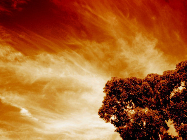 Tree red sky clouds background #2 free wallpaper - medium preview image