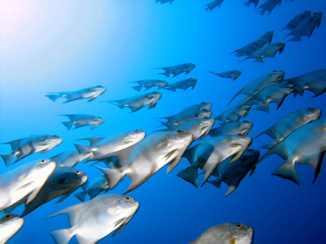 Large group fish swimming ocean #9 free wallpaper - medium preview image
