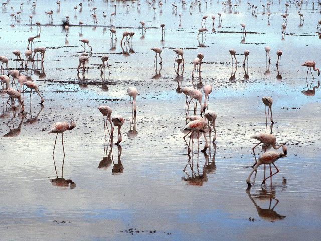 Flamingos beach water algae mud free wallpaper - medium preview image