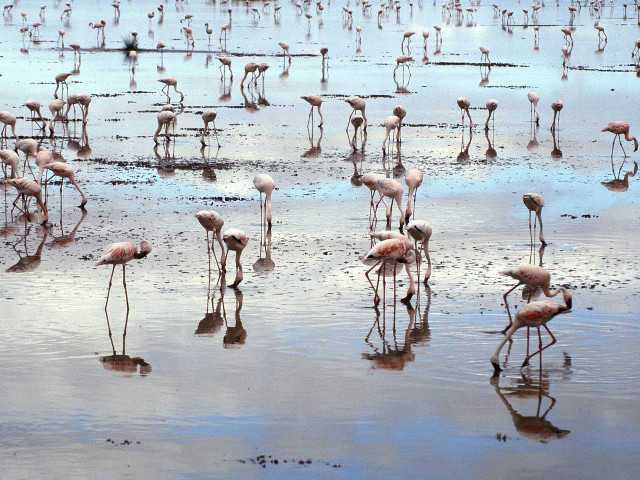 Flamingos beach water algae mud #2 free wallpaper - medium preview image