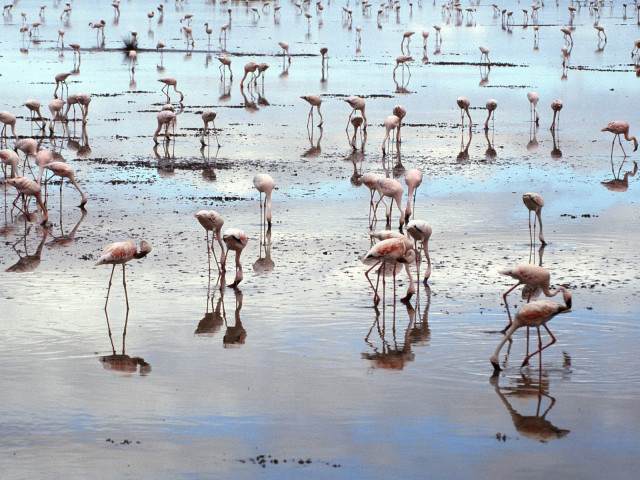 Flamingos beach water algae mud #4 free wallpaper - medium preview image