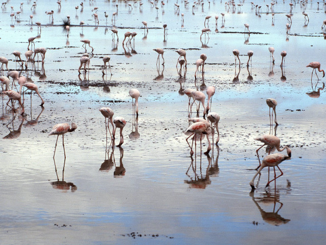 Flamingos beach water algae mud #5 free wallpaper - medium preview image