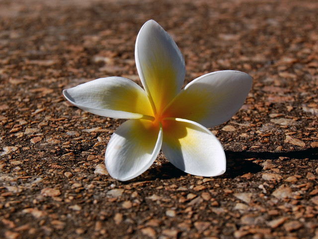 White flower dirt field grass #3 free wallpaper - medium preview image