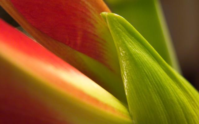 Close up flower red yellow free wallpaper - medium preview image