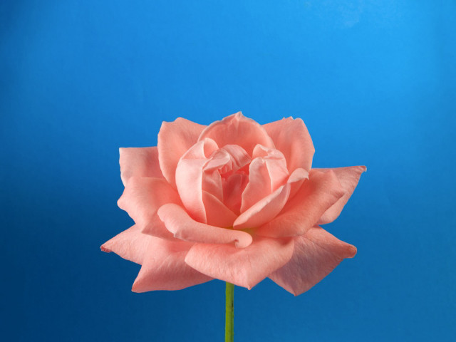 Pink rose vase blue background #4 free wallpaper - medium preview image