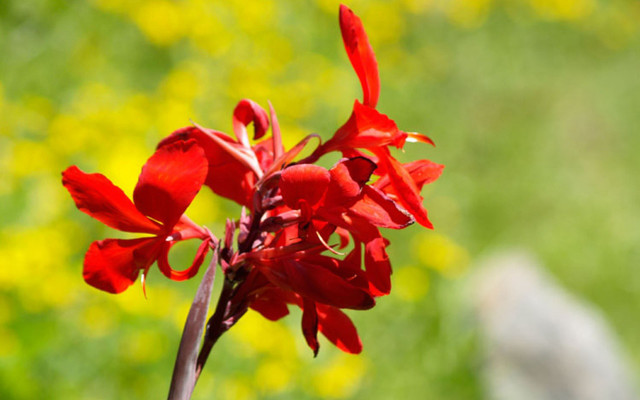 Red flower blurry background yellow free wallpaper - medium preview image