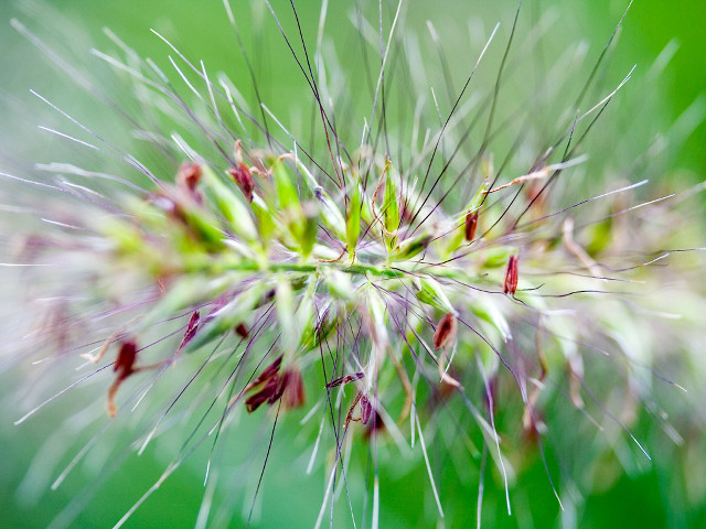 Close up flower small flowers free wallpaper - medium preview image