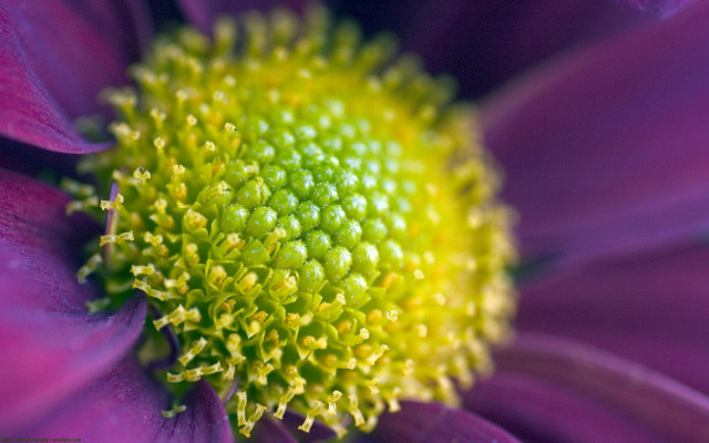 Purple flower yellow center green #4 free wallpaper - medium preview image