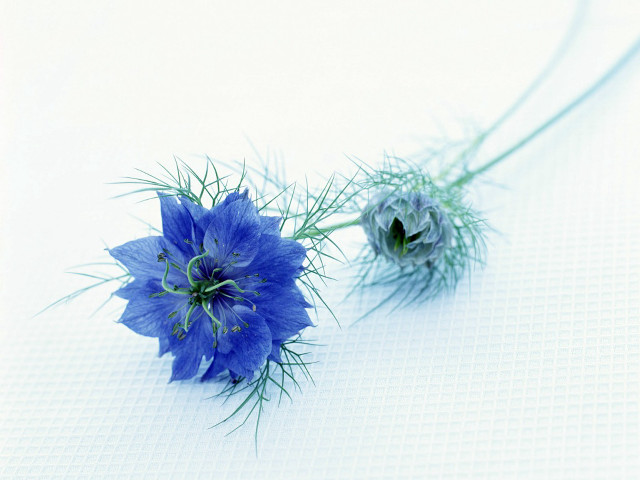 Blue flowers white table macro free wallpaper - medium preview image