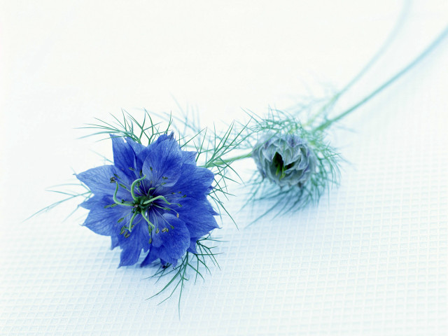 Blue flowers white table celias free wallpaper - medium preview image