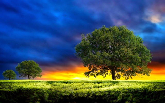 Tree field sunset clouds sky #16 free wallpaper - medium preview image