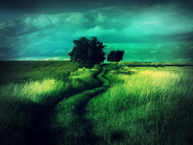 Green field tree path dark free wallpaper - medium preview image