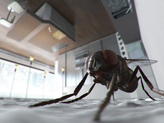 Fly closeup building light fixture free wallpaper - medium preview image