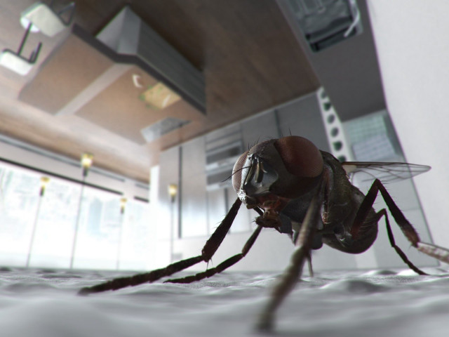 Fly closeup surface building light free wallpaper - medium preview image