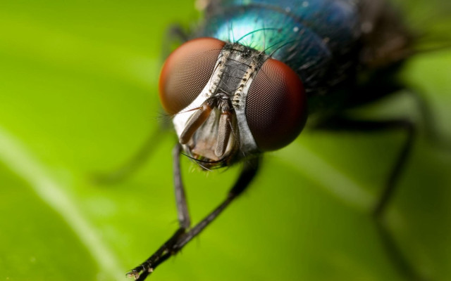 Fly blue red head leaf #2 free wallpaper - medium preview image