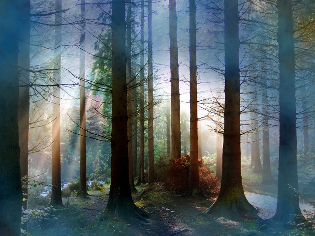 Forest sunbeams path bench painting free wallpaper - medium preview image