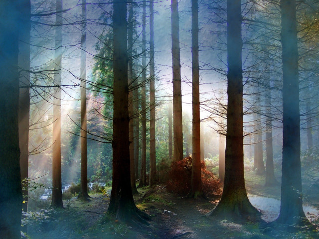 Forest path sunlight trees leaves free wallpaper - medium preview image